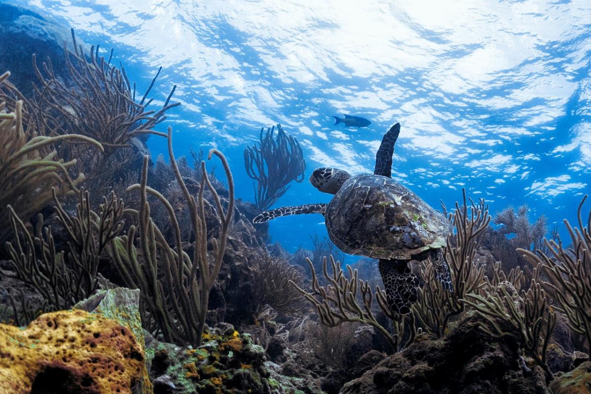 Turtles in Tobago Best places to dive in the Caribbean