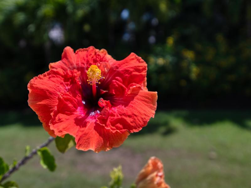 Tryall Club - Ambiance Sea Salt , Montego Bay 