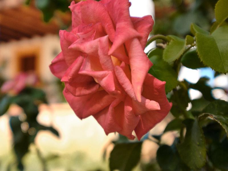 Can Kai , San Antonio 