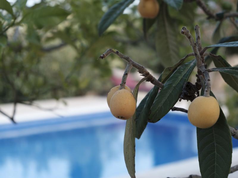 Villa Reina , Santa Gertrudis 